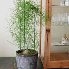 まねきねこ様 専用のサムネイル