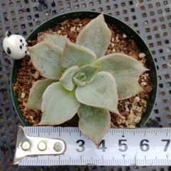 マディバ錦 多肉植物 マディバ錦 多肉植物 B - メルカリ