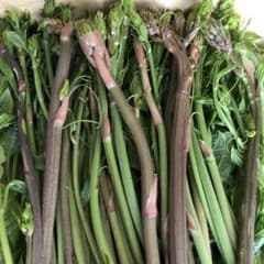 秋田産山菜シオデ( ´ ▽ ` )そろそろ終わりですのサムネイル