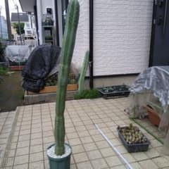 サボテン   大稜柱のサムネイル