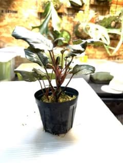 Homalomena sp. Silver Powder Kn便 - メルカリ