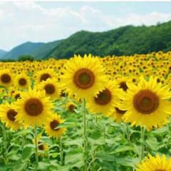 瑠璃瑠璃様専用のサムネイル