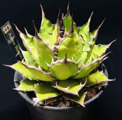 アガベ　ホリダ　コンパクトタイプ　子株のサムネイル