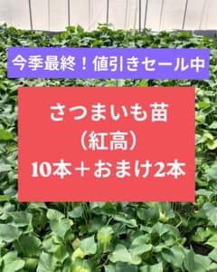 さつまいも苗（紅高）10本＋おまけ2本のサムネイル