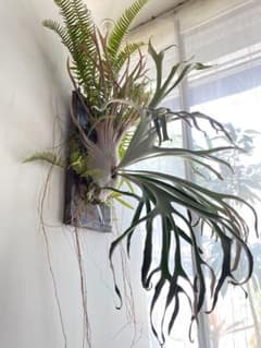 P.veitchii #1 sporeling オンリーワン ビカクシダ - メルカリ
