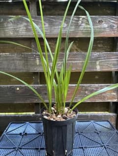 ヘツカラン　鉢植えのサムネイル