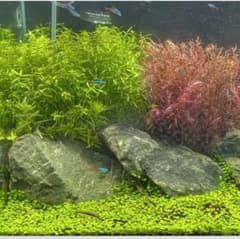 グリーンロタラ40本 水中葉 無農薬 水草水槽 アクアリウム - メルカリ