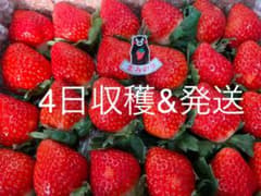 熊本産いちご❤️恋みのり❤️ コンパクト便  苺  イチゴ　いちごのサムネイル