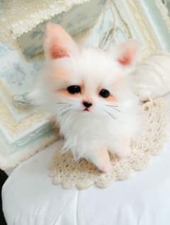 生後２ヶ月♡ベビーフェネックちゃん♡アートドール♡ぬいぐるみ♡ 生後2ヶ月♡ベビーフェネックちゃん♡アートドール♡ぬいぐるみ