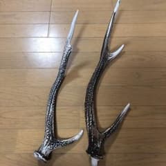 鹿の角のサムネイル