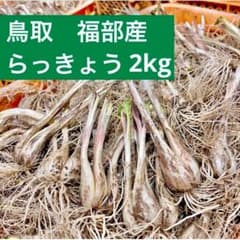 鳥取県　福部産らっきょう　砂丘　ふくべ　2kgのサムネイル
