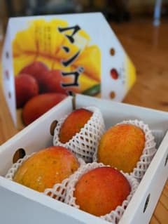 【沖縄県産】無農薬・アップルマンゴー2キロのサムネイル