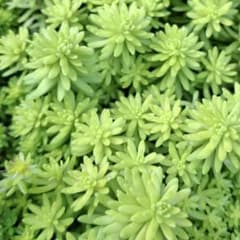 多肉植物 セダム ミモザ カット苗 50本 - メルカリ