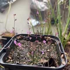 ヒメミミカキグサ　クチン産　食虫植物 観葉植物のサムネイル