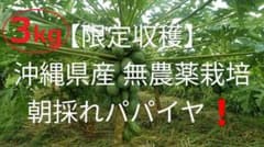 沖縄県産 青パパイヤ 3kgのサムネイル