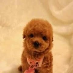 いっち様専用のサムネイル
