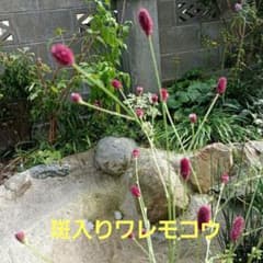 斑入りワレモコウの苗　　　aのサムネイル