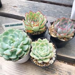 多肉植物　セット苗　抜き苗のサムネイル