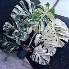 斑入りモンステラ ホワイトタイガー極美大株83cm白斑多 極美斑入り モンステラ ホワイトタイガー 大株 55cm 希少 人気