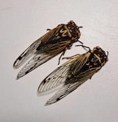 週末限定セール　昆虫標本　エチゴエゾゼミ セミ標本 コエゾゼミ ♂♀ 昆虫標本 - メルカリ