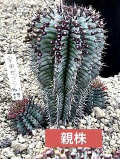 ユーフォルビアホリダ 宇田ゼブラホリダ 雌雄同株 - メルカリ