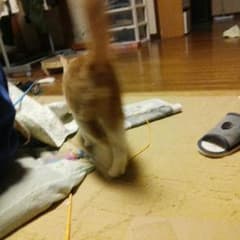 ふくちゃん様専用のサムネイル