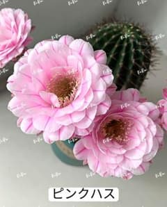 98-ピンクハス 超人気 花サボテン 群開 エキノプシス属 カキコ - メルカリ