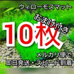 アクアリウム  ウィローモス  水槽  水草  モスマット  南米ウィローモスのサムネイル
