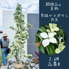 超絶品常緑ヤマボウシ 月光☆超おすすめ品種2.6M(鉢底から)品番B◎花