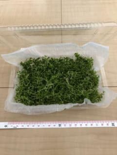 グロッソスティグマ 水中葉 1パック分のサムネイル
