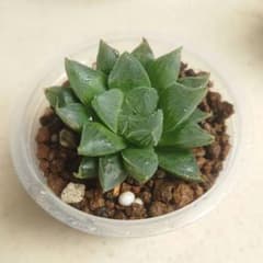 多肉植物　ハオルチア①bのサムネイル
