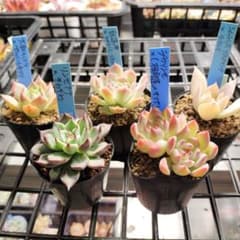 おらいさん苗　青札　特価セットのサムネイル
