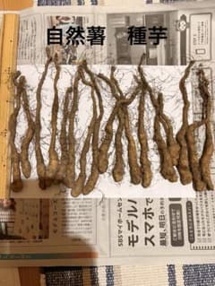 自然薯 18本 1本13g 前後 一本苗 消毒済み 種芋 - メルカリ