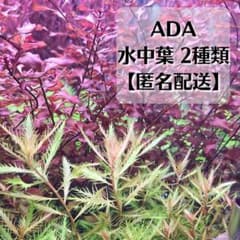 ADA水草【水中葉】2種類　[無農薬 無害虫]のサムネイル