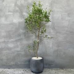 オリーブの木 【シプレッシーノ】 10号 バルーン陶器鉢 植え込み発送