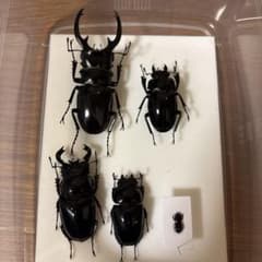 【昆虫標本】クワガタ標本セット 野外品クワガタ標本]セット - メルカリ