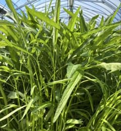 新鮮空芯菜 5キロのサムネイル