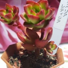 多肉植物。レディシア。抜き苗のみの発送のサムネイル