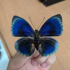 蝶標本 昆虫標本 外国産蝶標本 スチュアルティミイロタテハ アグリアス