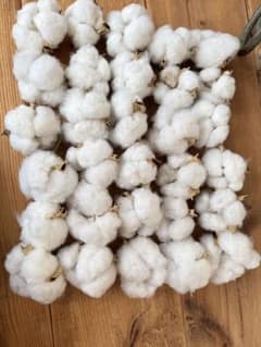 コットンフラワー(綿花)白 30個のサムネイル