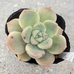 多肉 おらいさん苗 リンゼアナ✖️ケッセルリンギアナ - メルカリ