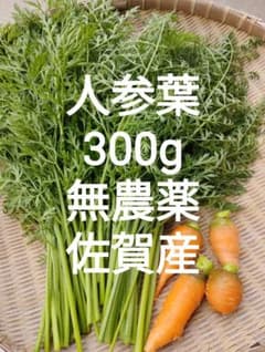 人参の葉っぱ300g 農薬不使用 佐賀産 ネコポスのサムネイル