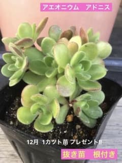 ④ 多肉植物 アエオニウム アドニス アドデス サンデルシー 抜き苗
