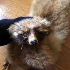 アニマルマフラーのサムネイル