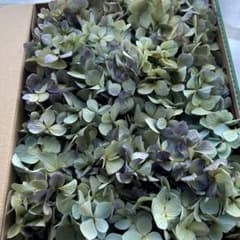 紫陽花 ドライフラワー E⑧ リース花材 コンパクトBOX発送 - 2