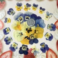 新作!!ビオラの押し花*no.2のサムネイル