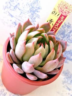 3号鉢 赤鬼　札付きポットごとメルカリ便おらいさん苗ミックスベリア 3号鉢 赤鬼 札付きポットごとメルカリ便おらいさん苗ミックスベリア