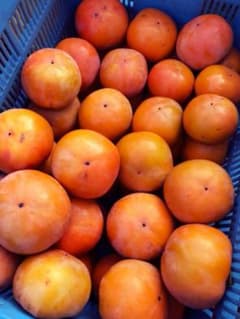 今が旬！！収穫量日本一和歌山県産富有柿のサムネイル