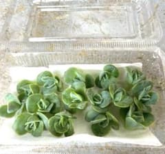 えるもっち様 リクエスト 2点 まとめ商品のサムネイル