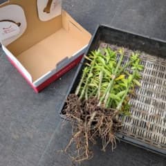 あゆ様専用　キリンうちわのサムネイル